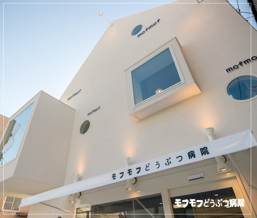 名古屋の「モフモフどうぶつ病院」｜動物病院のデザインは名古屋のスーパーボギーデザイン事務所